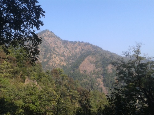 Woods_near Rishikesh